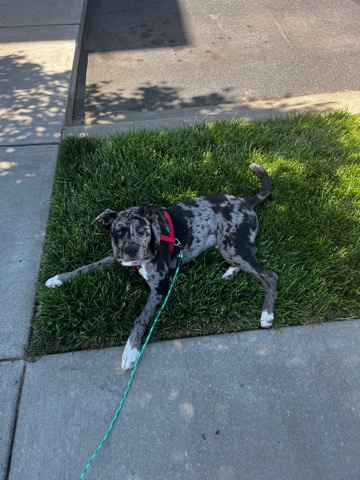 Catahoula Leopard