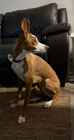 Portuguese Podengo – Dama adopcion