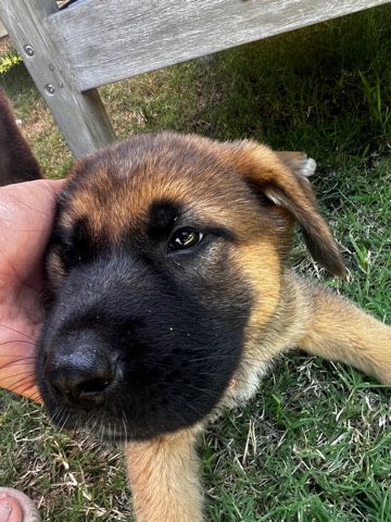 German Shepherd – baby German Shepherd