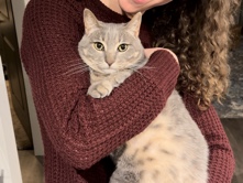 American Shorthair – Lady