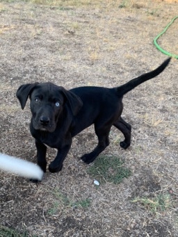 Labrador Retriever – Xlya