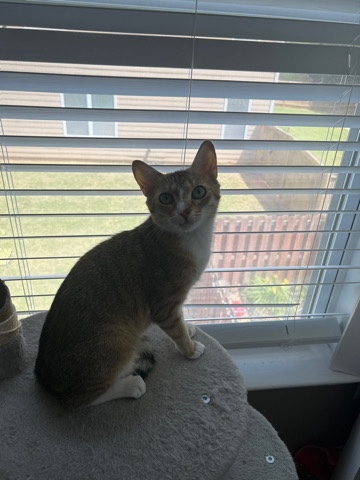 Russian White, Black and Tabby – Loving shorthair for sale