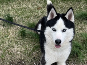 Siberian Husky – ICE the Siberian Husky – Cincinnati