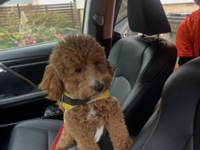 Goldendoodle – Mini Golden doodle – Chicago