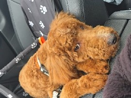 Goldendoodle – Mini Goldendoodle – Indianapolis