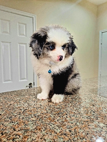Australian Shepherd – Toy Australian Shepherd