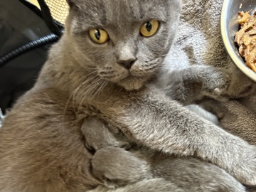 British Shorthair – British Shorthair Kittens – Hounslow