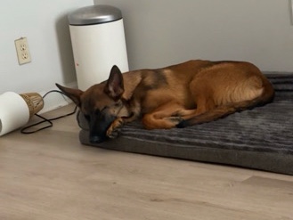 German Shepherd – German Shepherd Dog for Rehoming in Hialeah – Hialeah