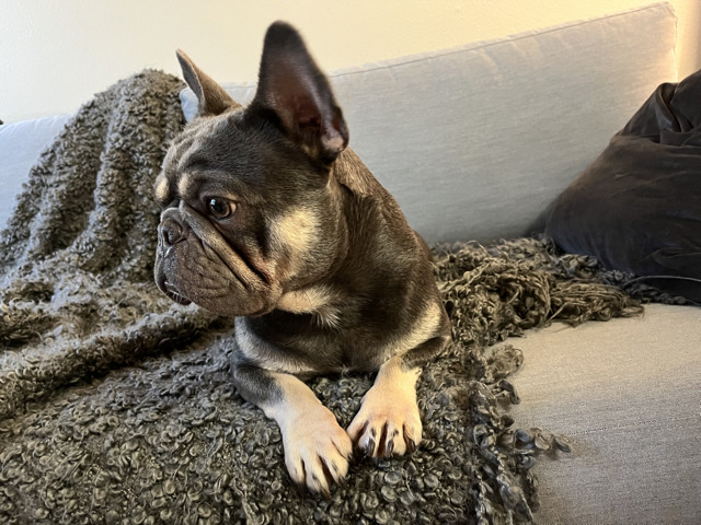 French Bulldog – Meet Smokey - Frenchie looking to rehome – Los Angeles