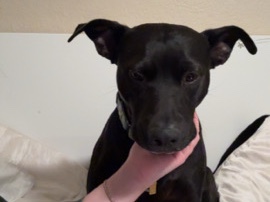 Mixed Breed – rehome dog – Tempe