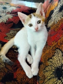 white kitty