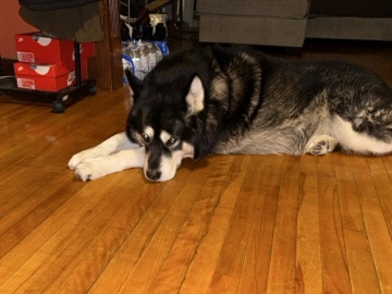 Alaskan Malamute – Vision needs a loving new home – Worcester