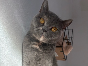 British Shorthair – verschmuste BKH Katze britisch kurzhaar – Boffzen