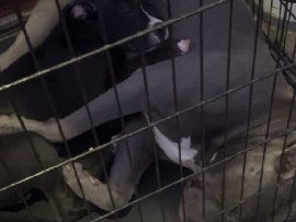 American Pit Bull Terrier – 1/4 Great Dane 3/4 bluenose – McComb