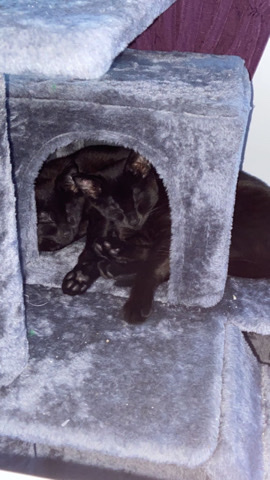 American Shorthair – Selling a Brother and Sister American Shorthair.