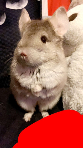 Any – selling chinchilla