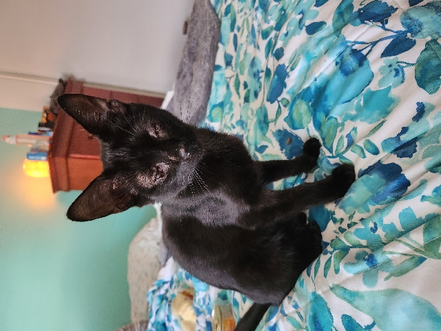 American Shorthair – Visually impaired kitten looking for a loving home