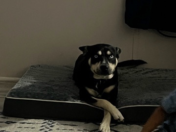 Friendly Adult Dog for Rehoming – Loris