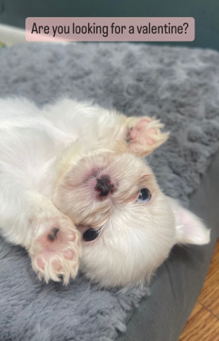 Coton de tulear puppies
