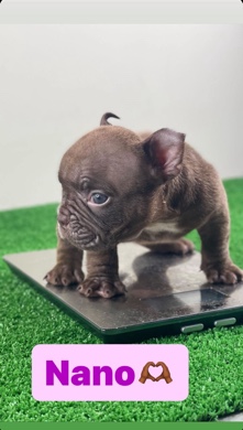 American Bulldog – Nano Exotic Bully