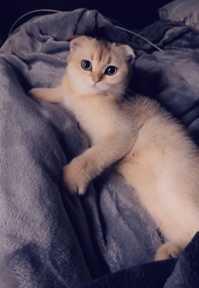 Scottish Fold – Scottish fold cat