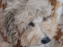 Poodle – Shelby the Mini Sheepadoodle – Capitol Heights