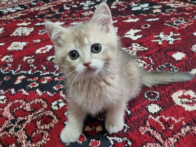 Image of British Shorthair