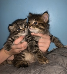 2 Bonded Domestic Kittens for Sale