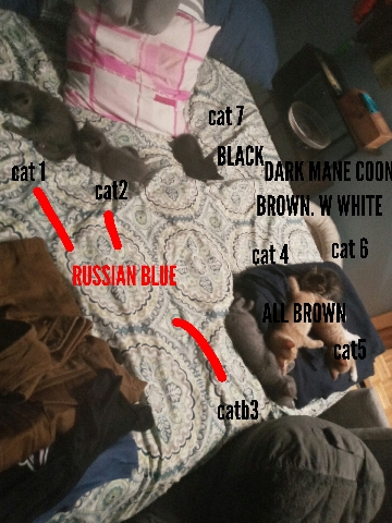 Russian Blue – Russian blue kittens & mane ****