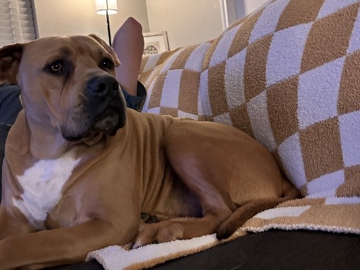 Mastiff – Mastiff Mix – San Antonio