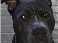 American Staffordshire Terrier – Male-American staffordshire Terrier – Schenectady