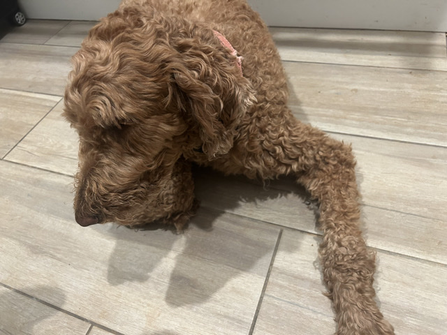 Poodle – red standard poodle female adult – Decatur