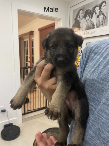 German Shepherd – German shepherd puppies