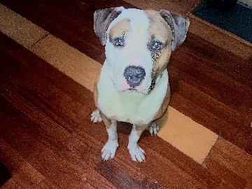 American Pit Bull Terrier – male pitbull – Winchester