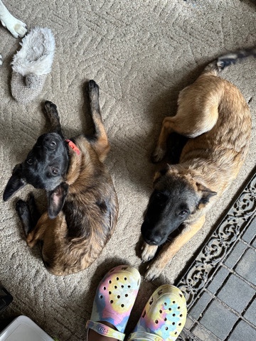 Belgian Shepherd Dog (Malinois) – malinois puppies