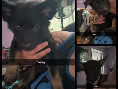 German Shepherd – German shepherd puppies – Charleston