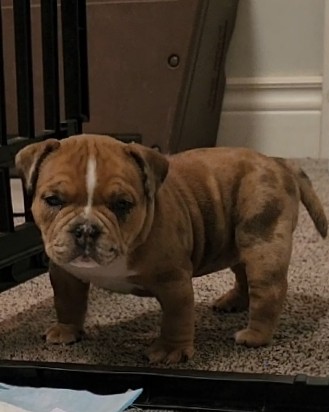 American Bulldog – puppies