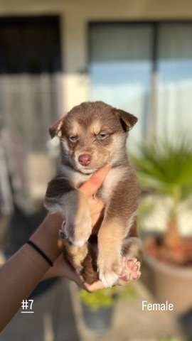 Australian Shepherd – husky mix with Australian Shepard