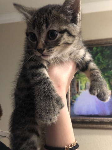 kitten