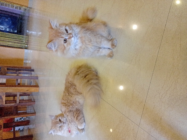Persian (Modern) – Male and Female Persian Kittens for sale