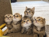 British Shorthair – Adorable British Shorthair Kitten – 1.5 Months Old in Al Ain – Al Ain