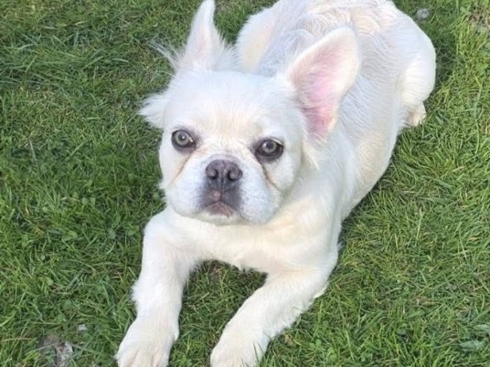 French Bulldog – male fluffy frenchies available – Birmingham