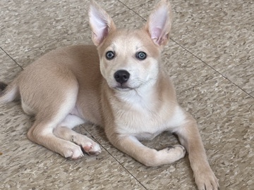 Perrita cariñosa de 1 año busca un nuevo hogar – Paterson