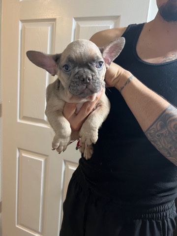 French Bulldog – fenchi