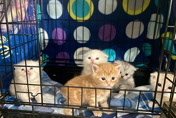 Scottish Fold – Scottish Fold