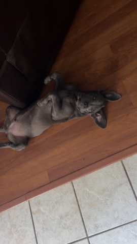 Cane Corso – puppy