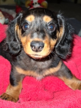 Dachshund – Male Dachshund Puppy