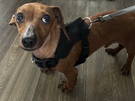 Dachshund – Miniature Dachshund – Douglasville