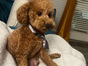 Poodle – Minature Poodle – Baton Rouge