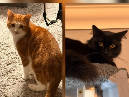 2 male cats free to loving home – Hastings